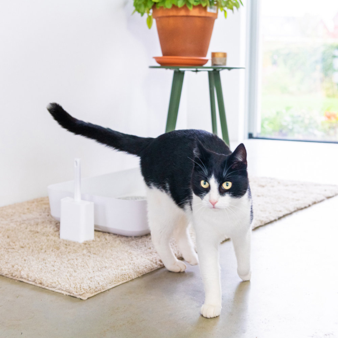 POH CAT LITTER BOX WHITE