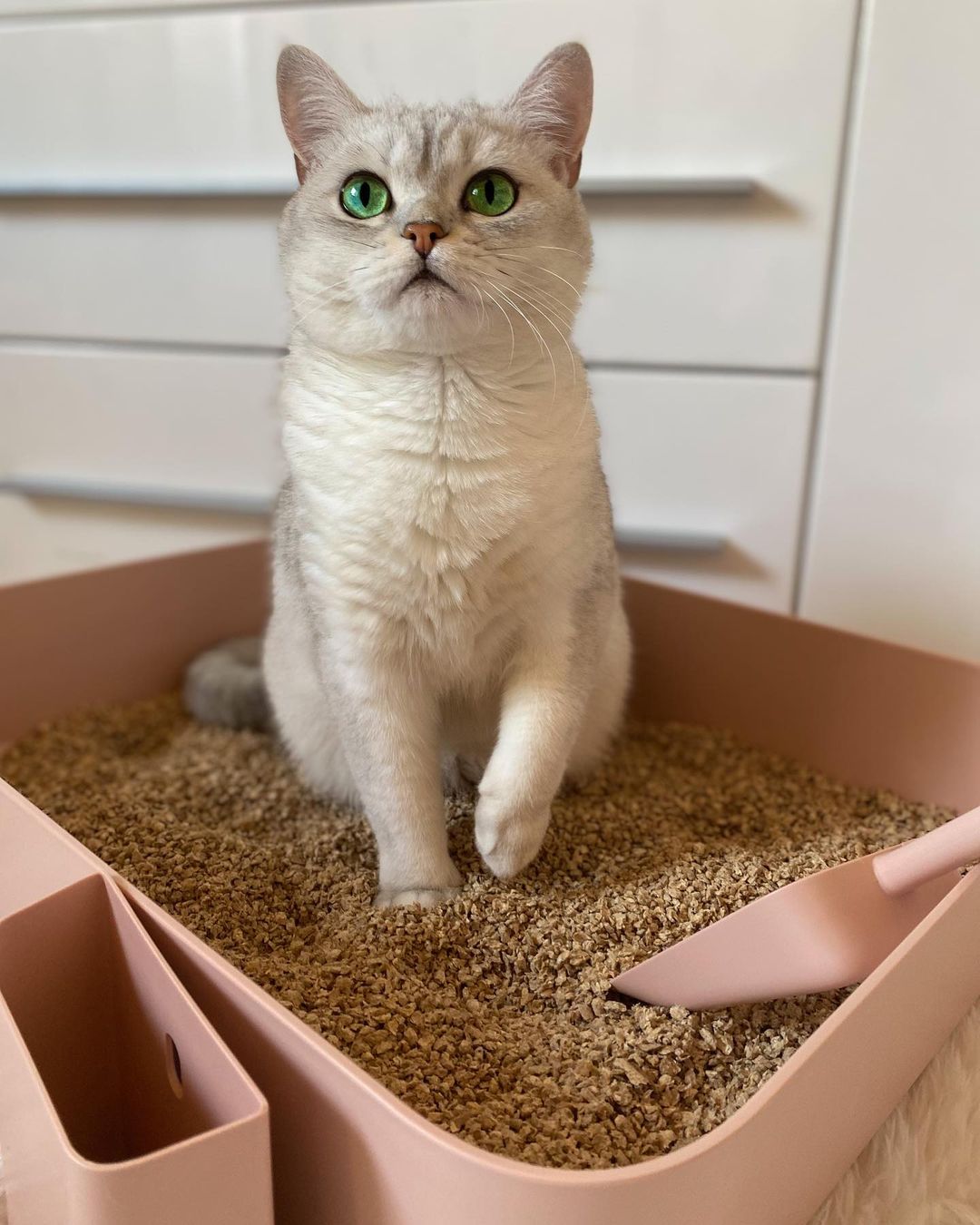 POH CAT LITTER BOX PINK