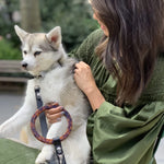 SUSAN LEASH BLACK - PRECIOUS PET
