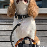 SUSAN LEASH BLACK - PRECIOUS PET