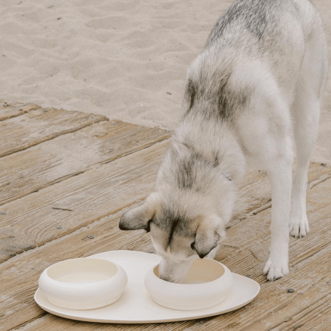 BUBBLE BOWL SAND - PRECIOUS PET