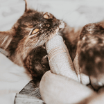 NOUNOU GRAY - PRECIOUS PET