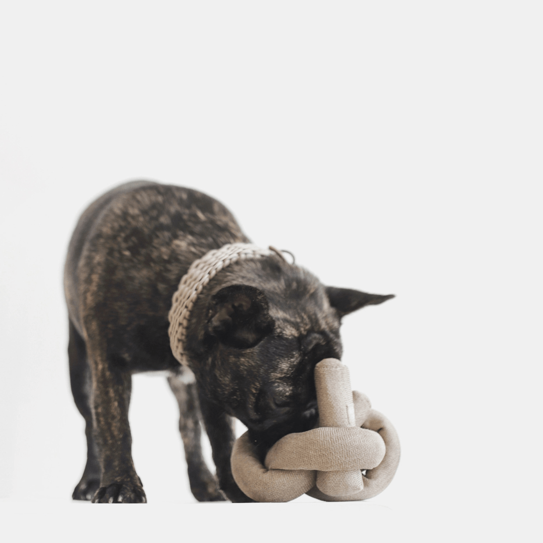 NOUNOU TAN - PRECIOUS PET