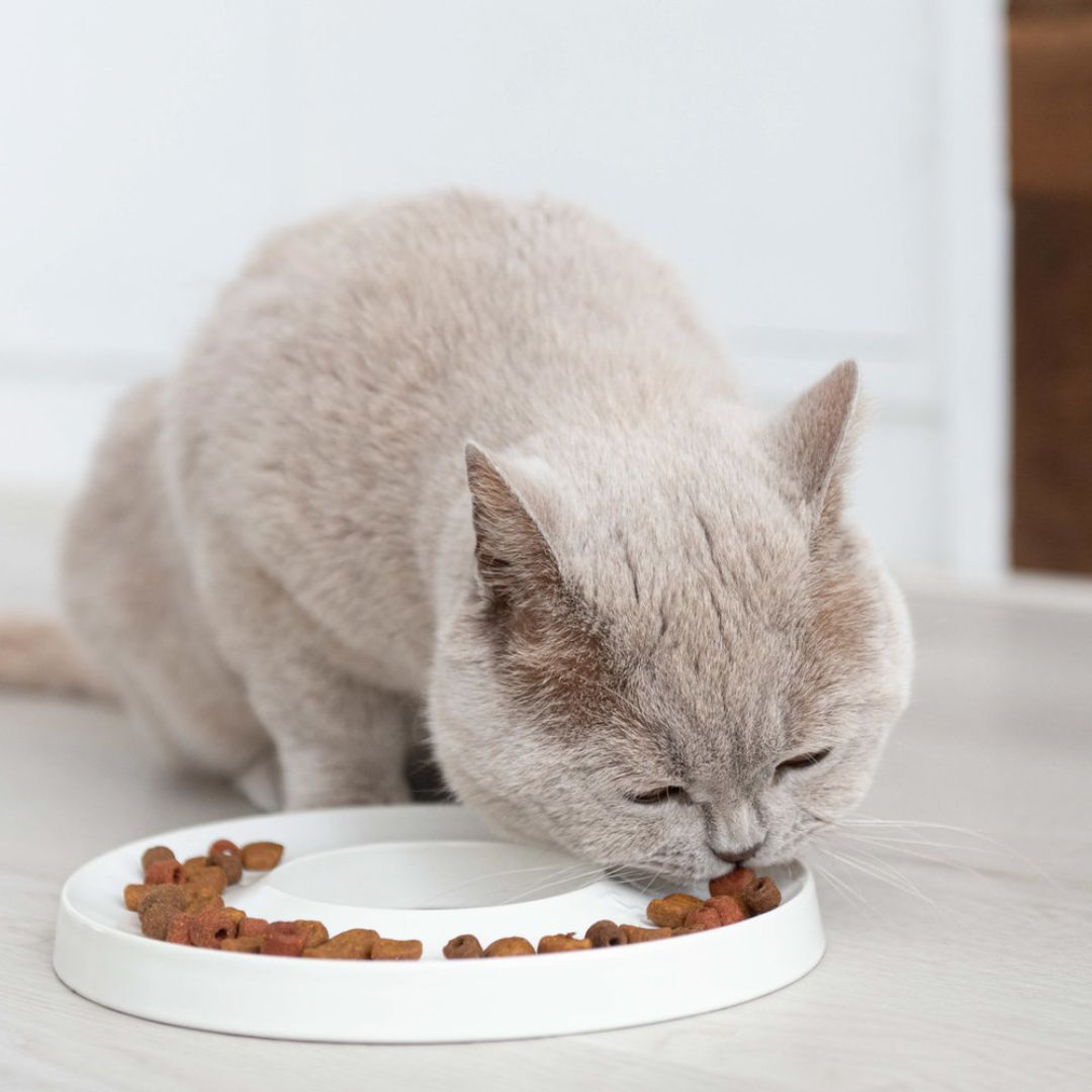 RING SLOWFEEDER WHITE - PRECIOUS PET