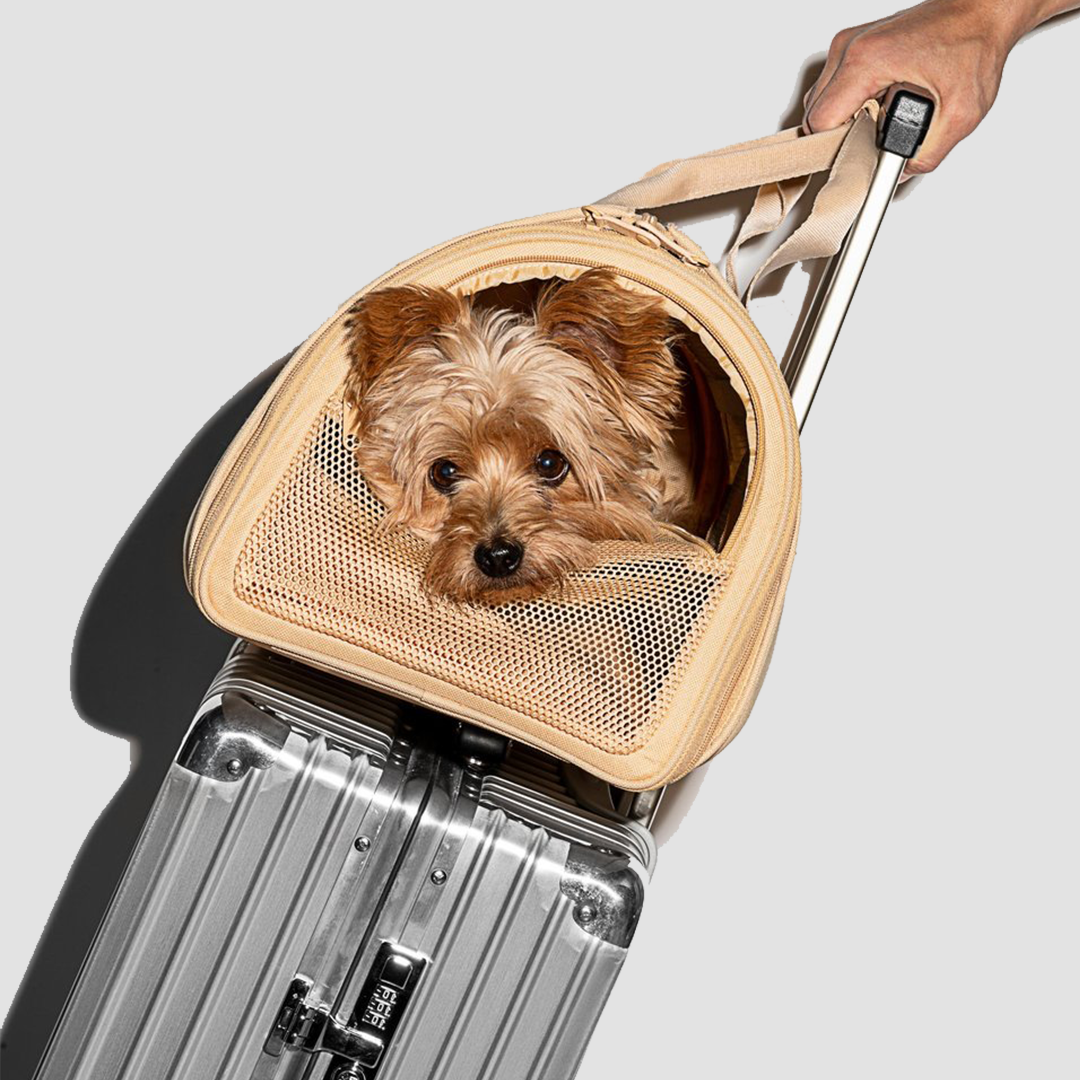 The bag has breathable mesh walls for small dogs