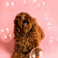 Load image into Gallery viewer, Bobler til hund med smak av peanøttsmør
