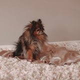 LUXURY SOFT BLANKET BEIGE - PRECIOUS PET