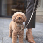 BEIGE COLLAR HALSBÅND - PRECIOUS PET