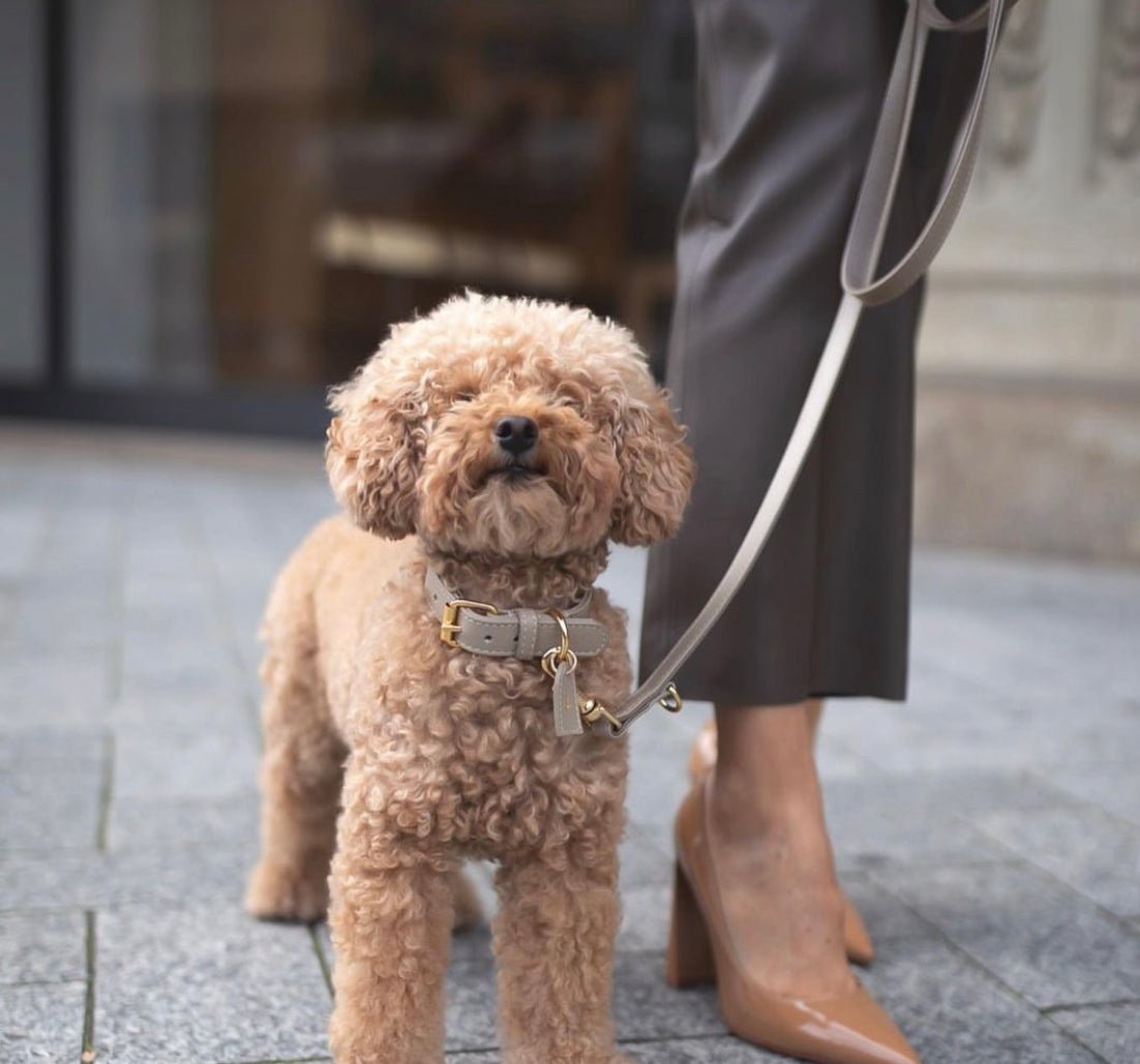 BEIGE COLLAR HALSBÅND - PRECIOUS PET