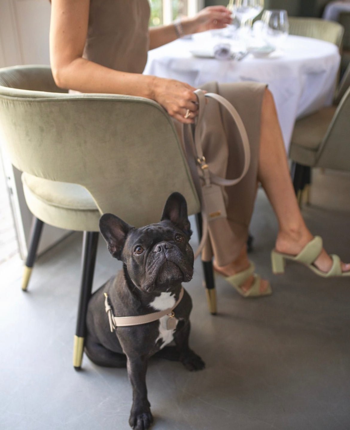 BEIGE HARNESS - PRECIOUS PET