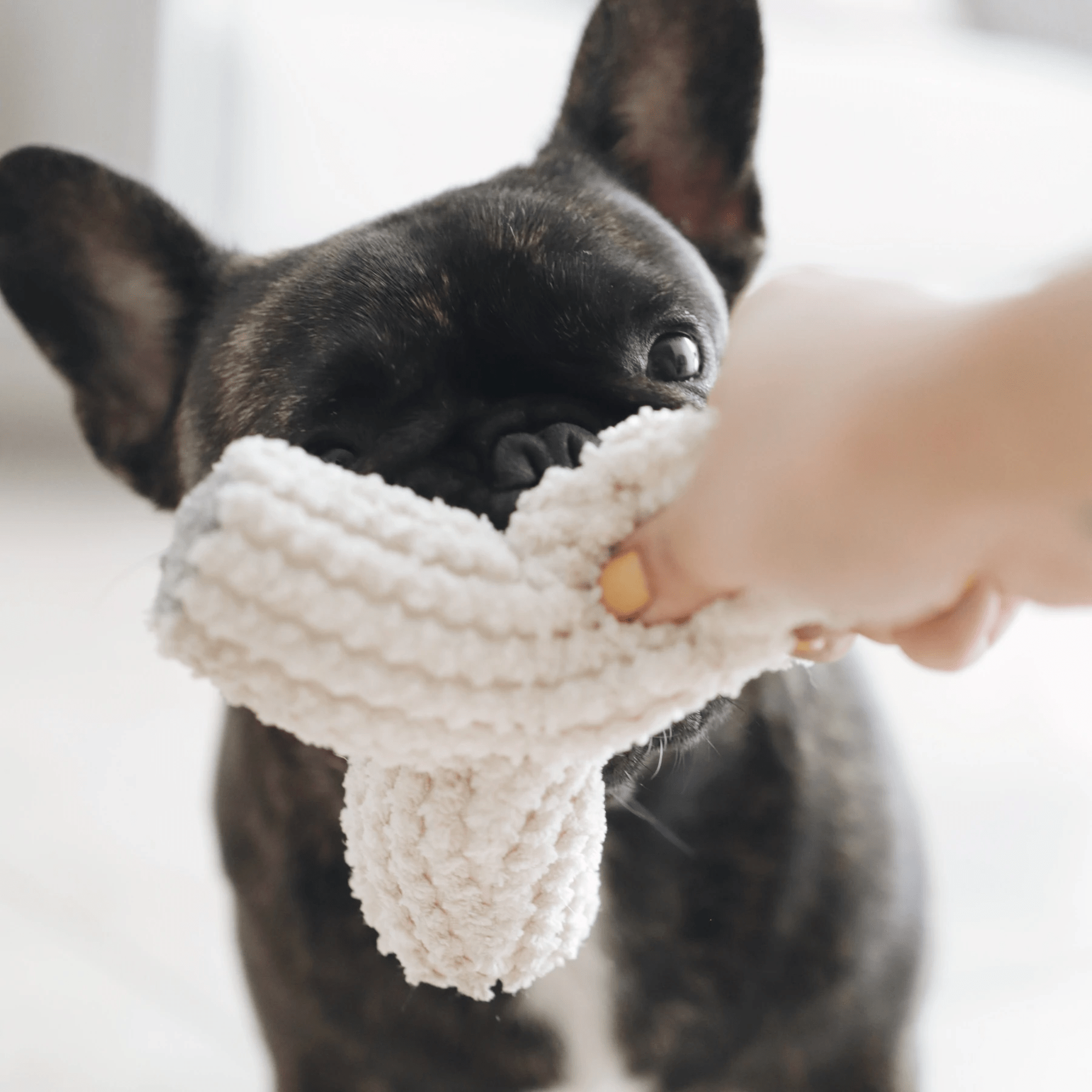 BREUER CREAM - PRECIOUS PET