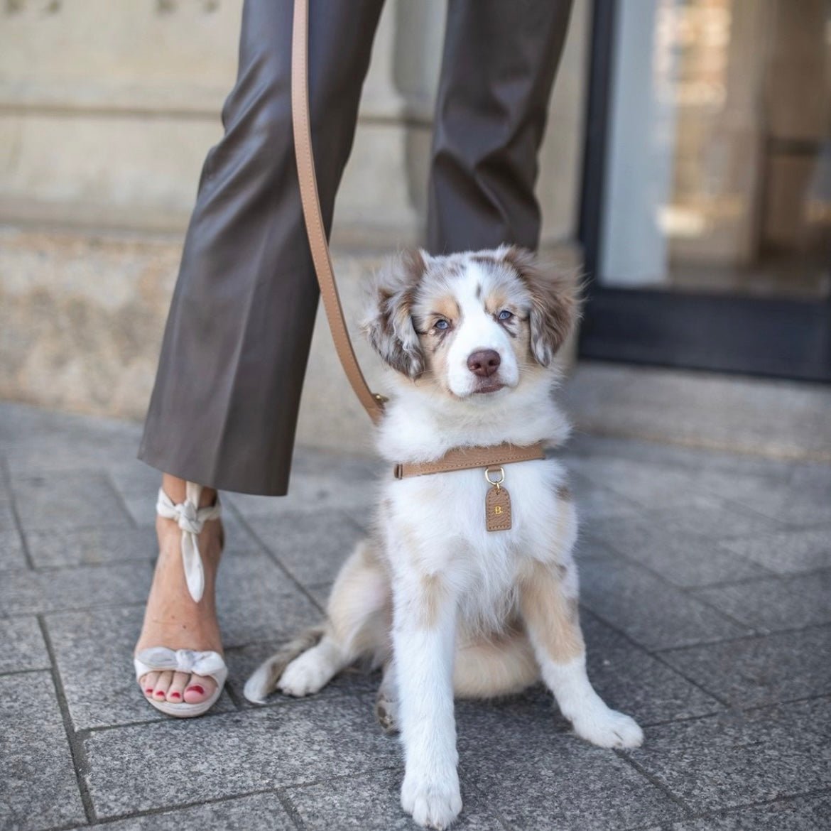 CAFFE LATTE HARNESS - PRECIOUS PET