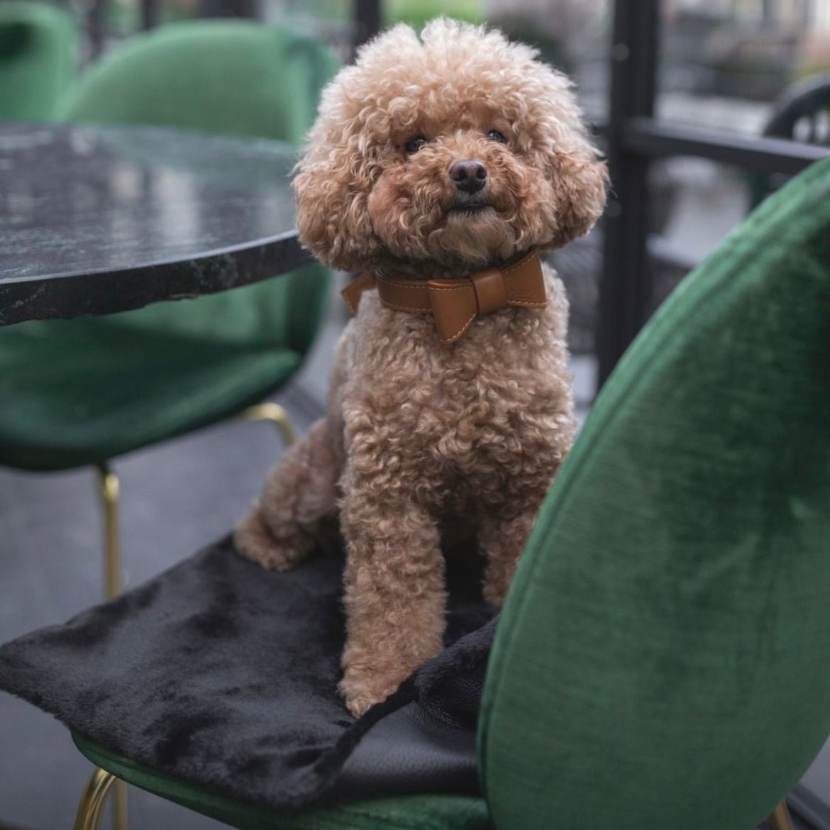 CARAMEL LEATHER BOWTIE - PRECIOUS PET