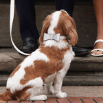DAVID COLLAR & MICHAEL BOW TIE - PRECIOUS PET