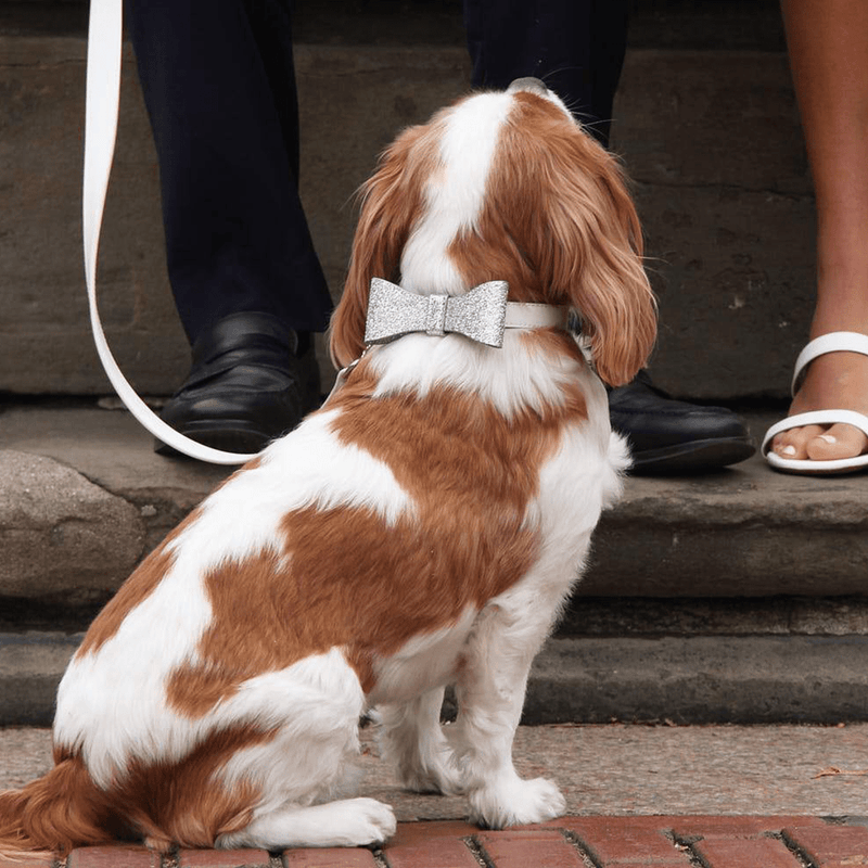 DAVID COLLAR & MICHAEL BOW TIE - PRECIOUS PET