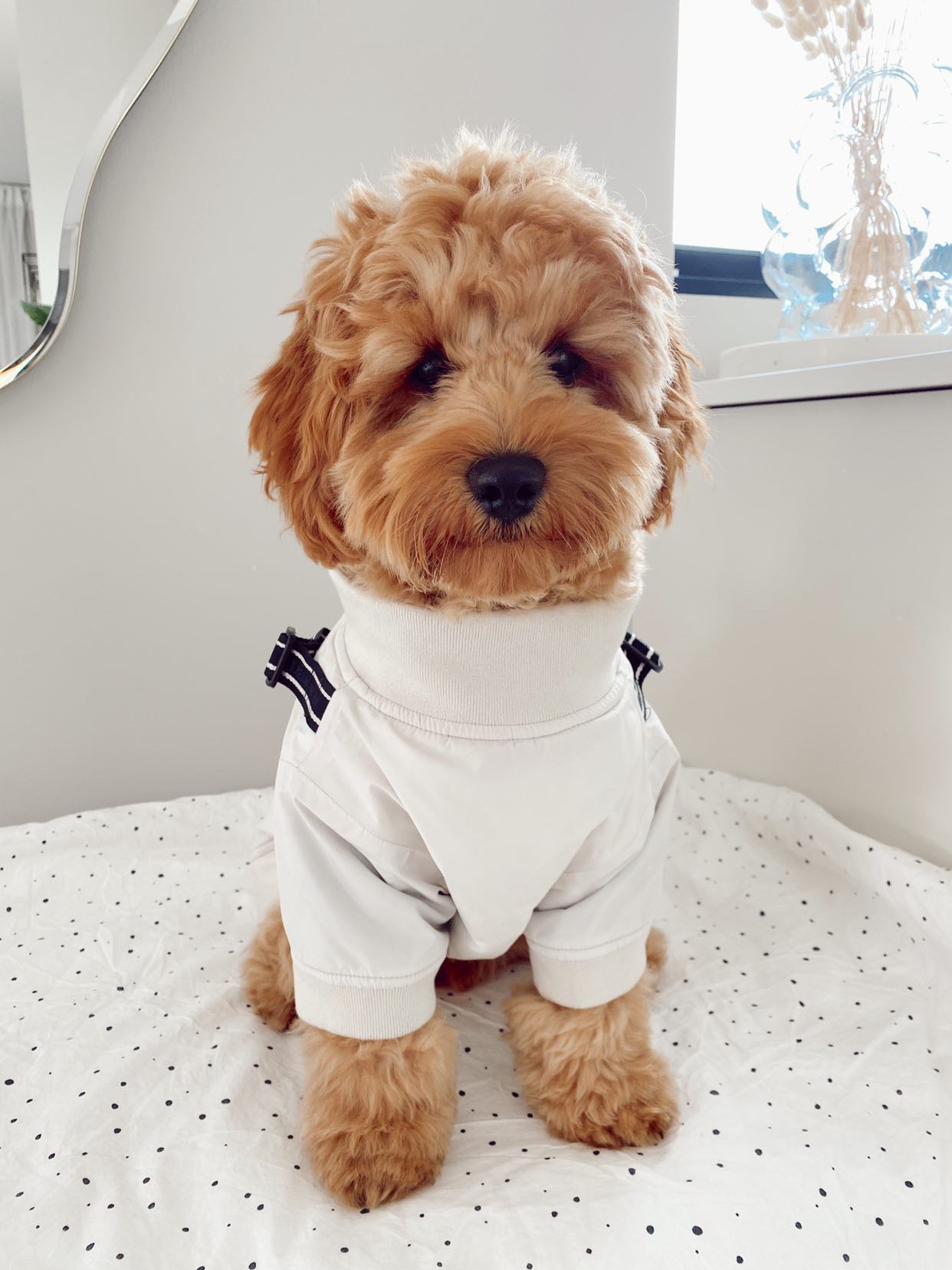 DOG RAIN COVER BEIGE - PRECIOUS PET