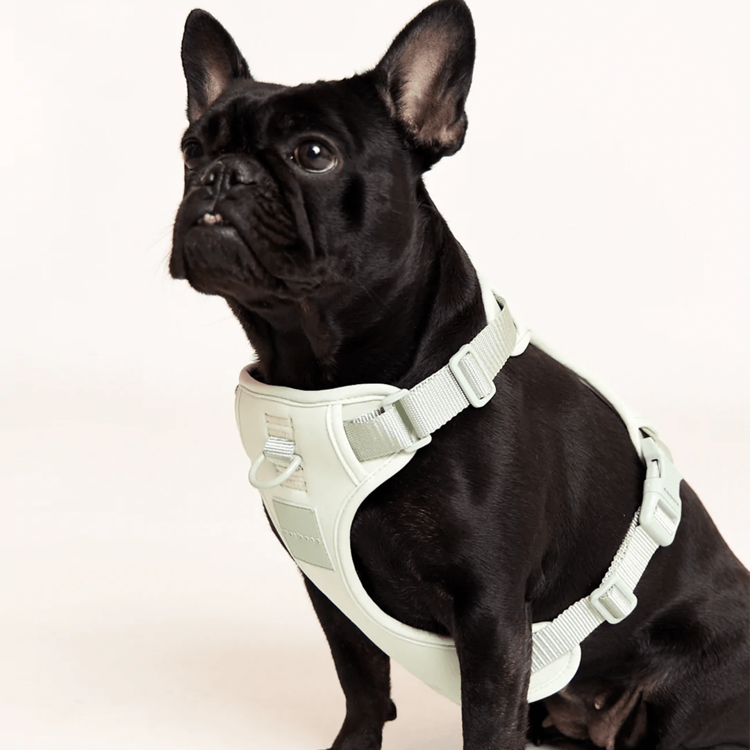 DOUBLE PANEL HARNESS MINT - PRECIOUS PET