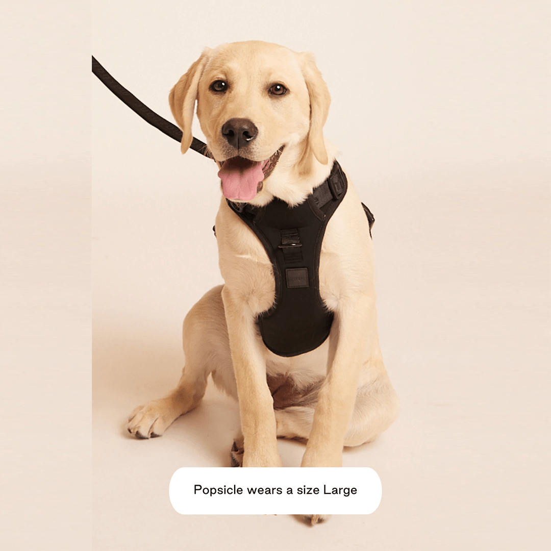 EASY FIT HARNESS BLACK - PRECIOUS PET