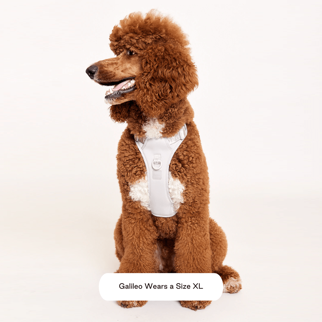 EASY FIT HARNESS LIGHT GREY - PRECIOUS PET