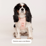 EASY FIT HARNESS PEACH - PRECIOUS PET