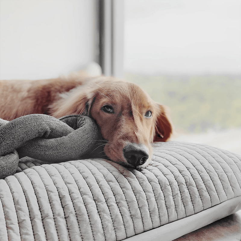 NOU CHARCOAL - PRECIOUS PET