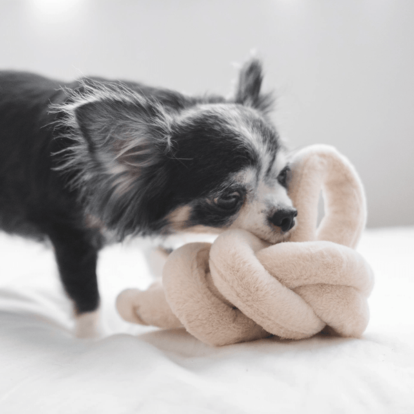 NOUNOUNOU PEARL - PRECIOUS PET