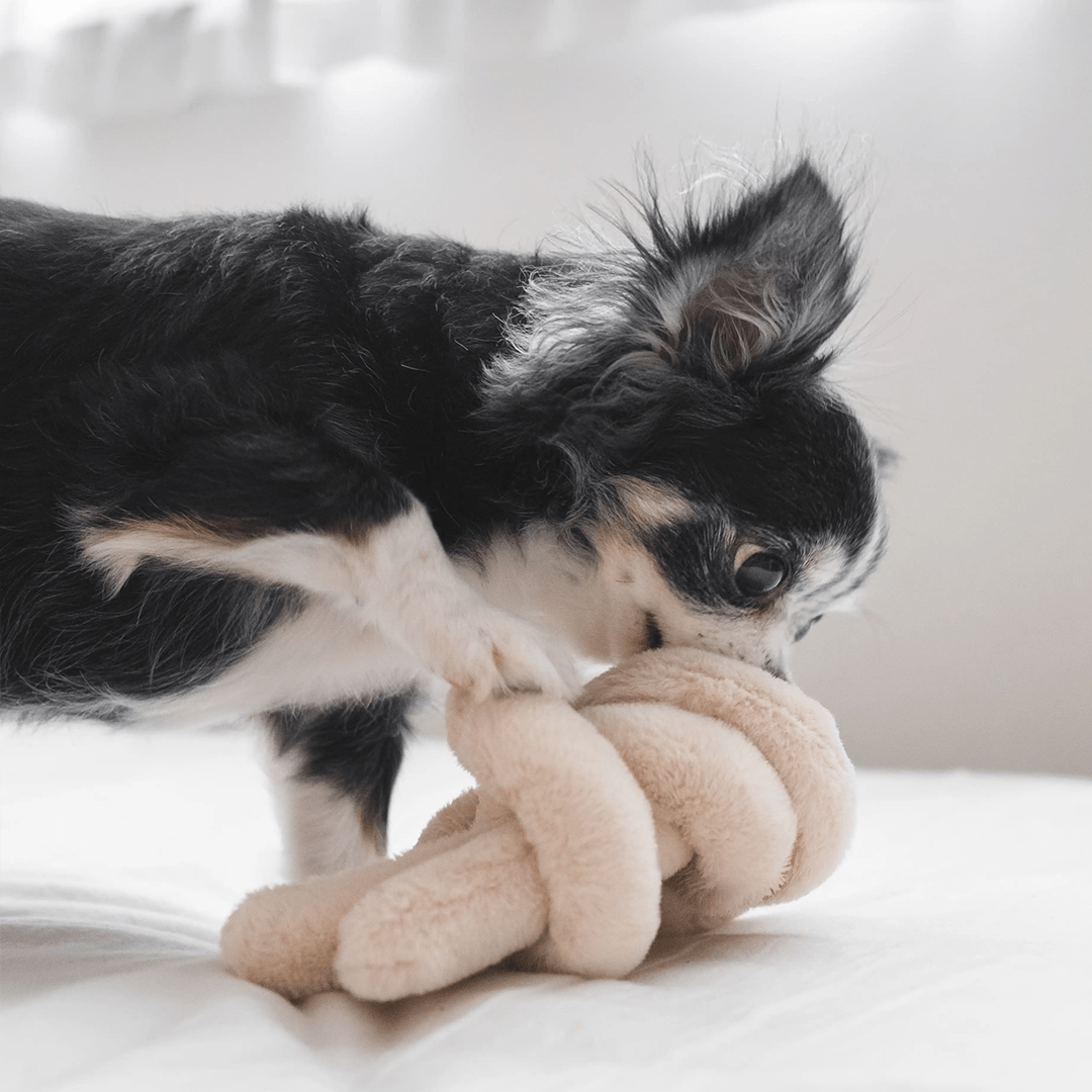 NOUNOUNOU PEARL - PRECIOUS PET