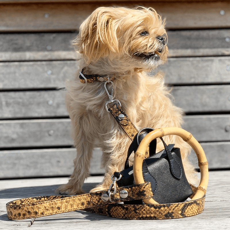 SASHA LEASH YELLOW & BLACK - PRECIOUS PET