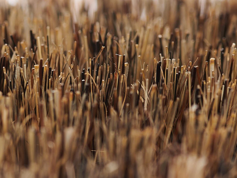 SHORT HAIR BRUSH - PRECIOUS PET