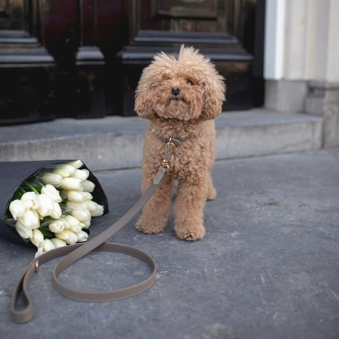 TAUPE LEASH SPECIAL EDITION - PRECIOUS PET