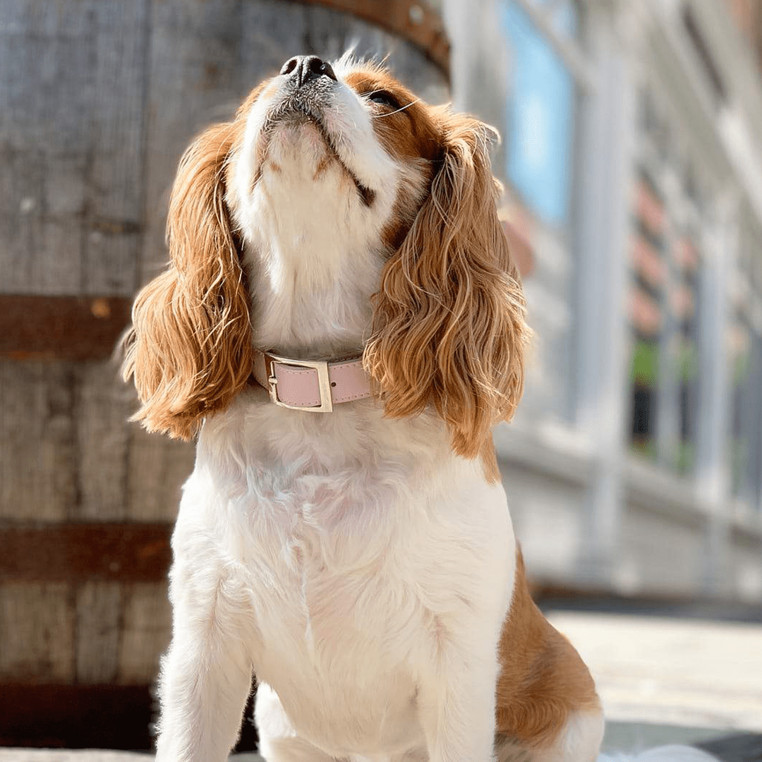THE TAYLOR COLLAR BLUSH PINK - PRECIOUS PET